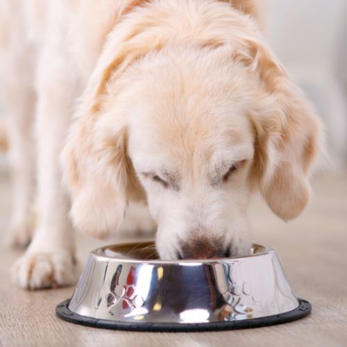 Dog eating Dog food out of a bowl