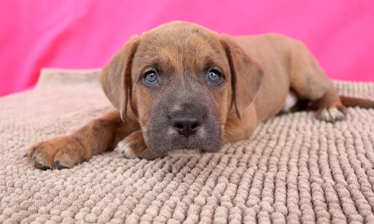 a brown puppy lying on a carpet