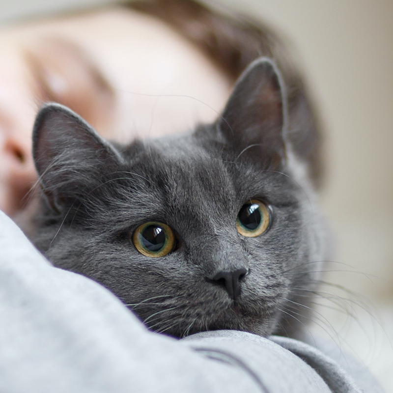 a cat lying on a person's shoulder