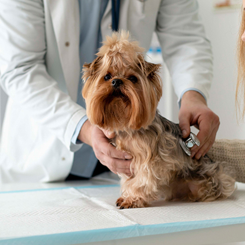 a-dog-being-examined-by-a-veterinarian