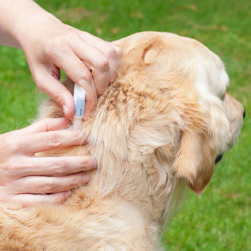a person brushing a dog's fur