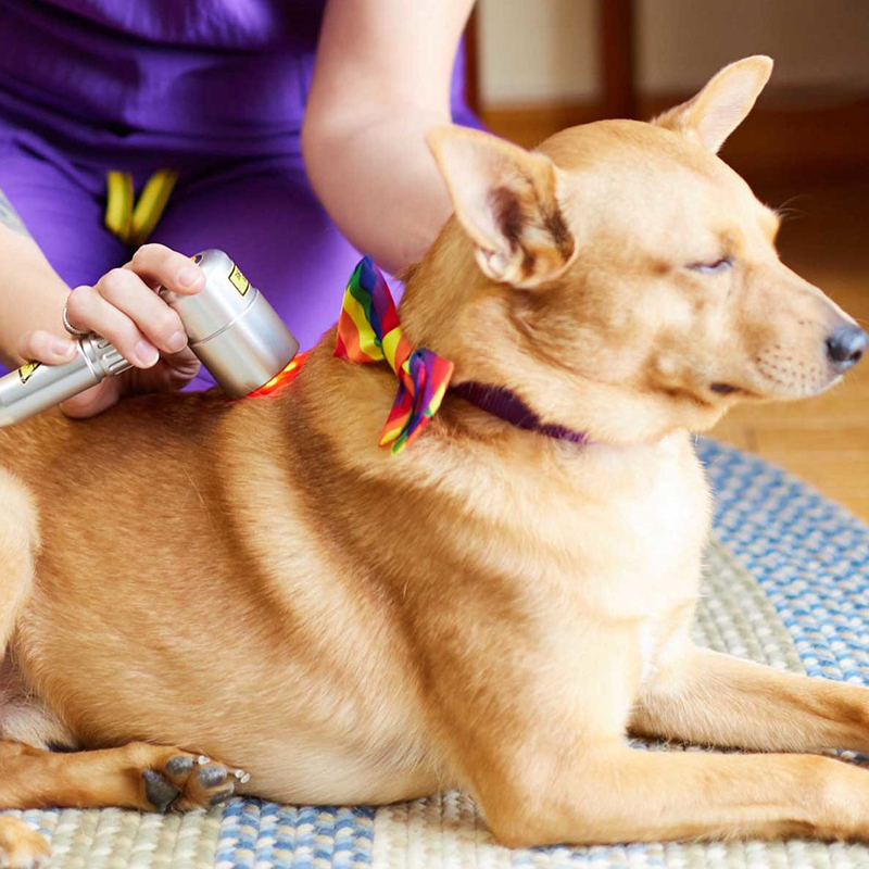 a person using a laeer-therapy-tool to a dog