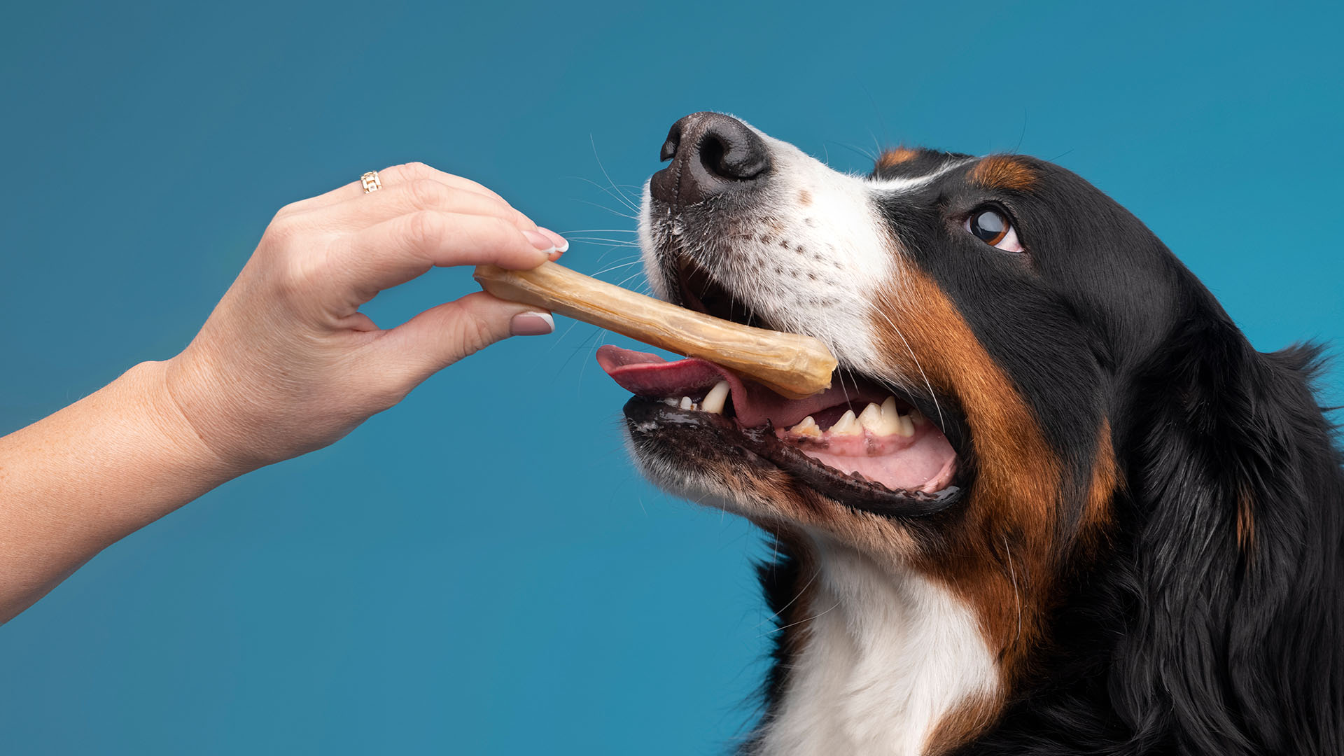 a dog biting a bone