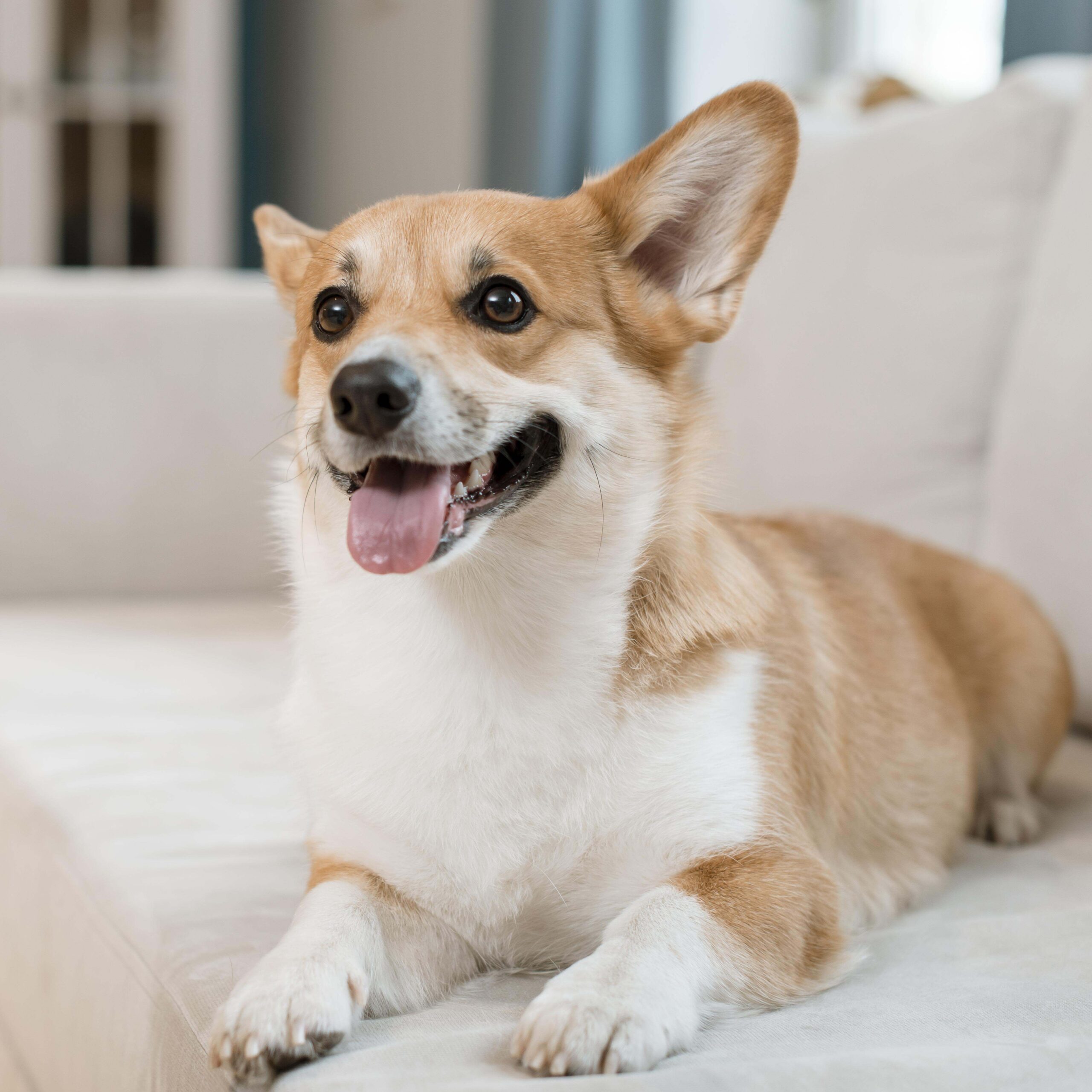 front-view-cute-dog-couch-home