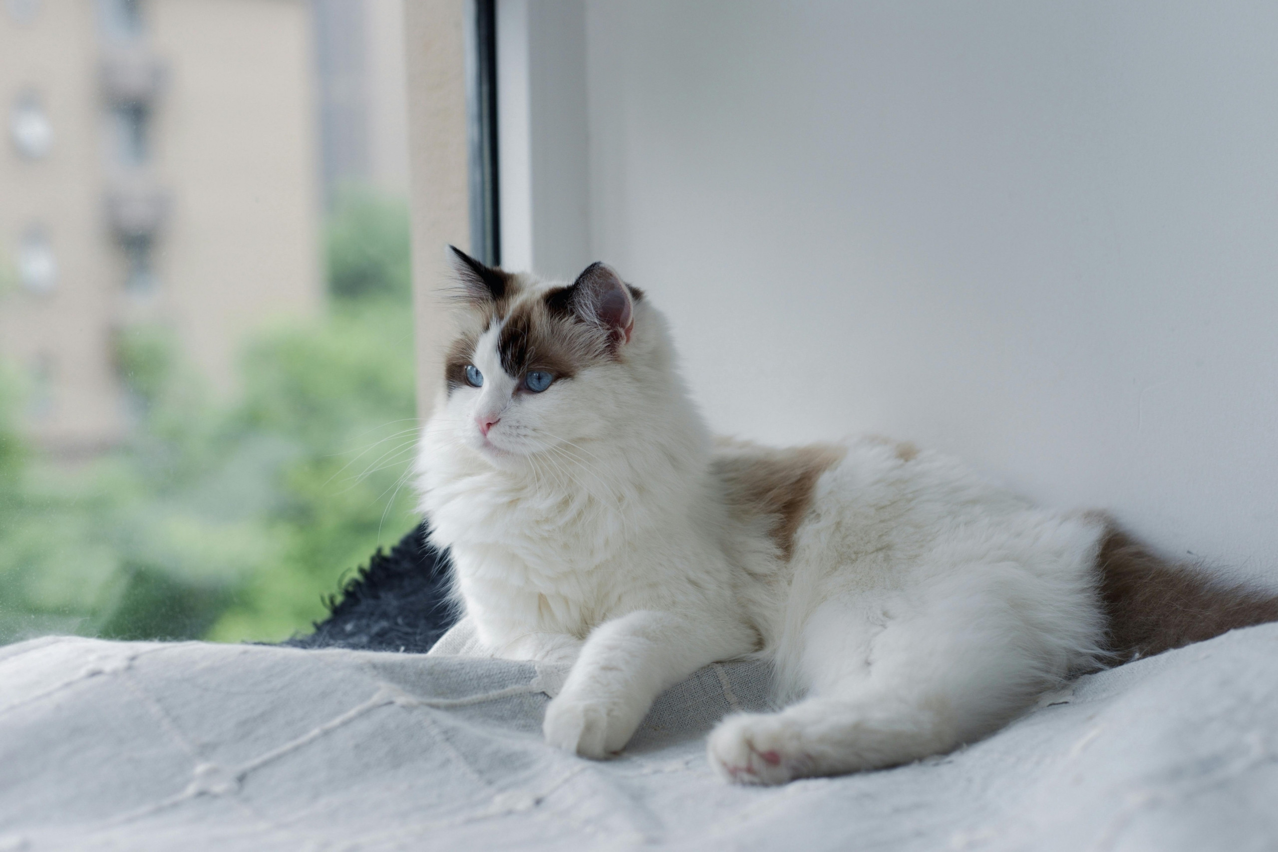 cute-cat-spending-time-indoors